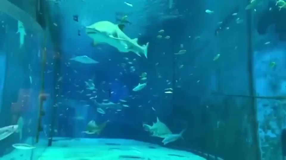 救援部落穴居人